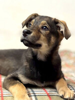 Собаки и кошки в добрые руки