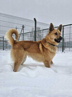 Собаки и кошки в добрые руки