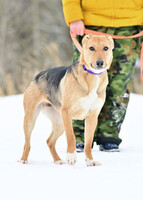 Собаки и кошки в добрые руки