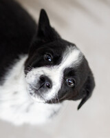 Собаки и кошки в добрые руки