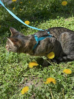 Собаки и кошки в добрые руки