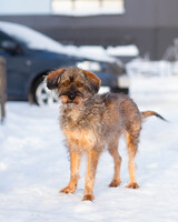 Собаки и кошки в добрые руки