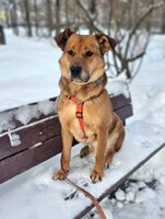 Собаки и кошки в добрые руки