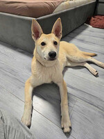 Собаки и кошки в добрые руки