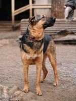 Собаки и кошки в добрые руки