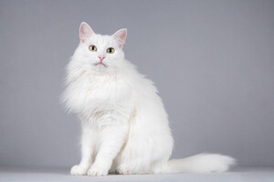 Собаки и кошки в добрые руки