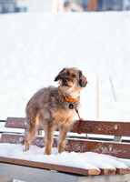 Собаки и кошки в добрые руки