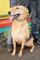 Собаки и кошки в добрые руки