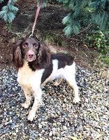 Собаки и кошки в добрые руки