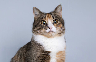 Собаки и кошки в добрые руки