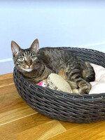 Собаки и кошки в добрые руки