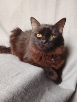 Собаки и кошки в добрые руки