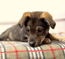 Собаки и кошки в добрые руки