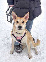 Собаки и кошки в добрые руки