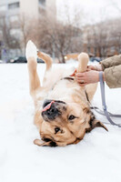 Собаки и кошки в добрые руки