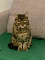 Собаки и кошки в добрые руки