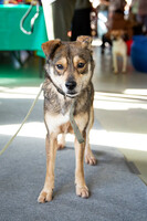 Собаки и кошки в добрые руки