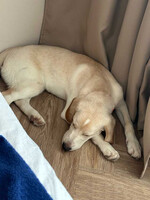 Собаки и кошки в добрые руки