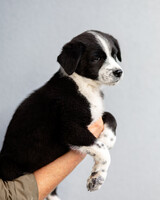 Собаки и кошки в добрые руки