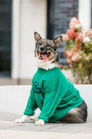 Собаки и кошки в добрые руки