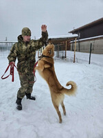 Собаки и кошки в добрые руки