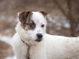 Собаки и кошки в добрые руки