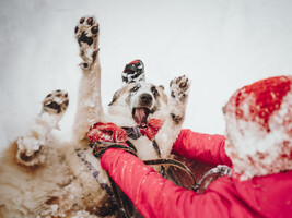 Собаки и кошки в добрые руки