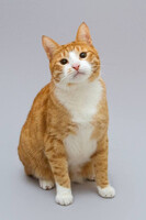 Собаки и кошки в добрые руки