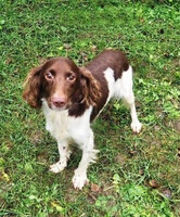 Собаки и кошки в добрые руки