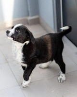 Собаки и кошки в добрые руки