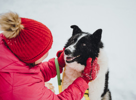 Собаки и кошки в добрые руки