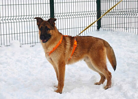 Собаки и кошки в добрые руки