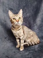 Собаки и кошки в добрые руки