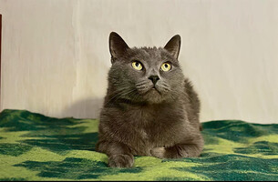 Собаки и кошки в добрые руки