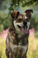 Собаки и кошки в добрые руки