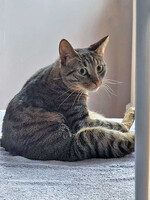 Собаки и кошки в добрые руки