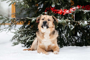 Собаки и кошки в добрые руки