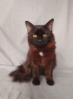 Собаки и кошки в добрые руки