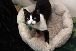 Собаки и кошки в добрые руки