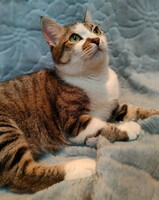 Собаки и кошки в добрые руки