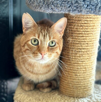 Собаки и кошки в добрые руки