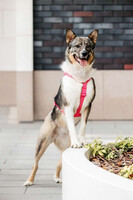 Собаки и кошки в добрые руки