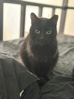 Собаки и кошки в добрые руки