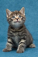 Собаки и кошки в добрые руки