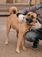 Собаки и кошки в добрые руки