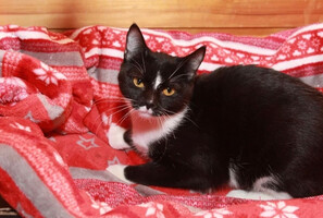 Собаки и кошки в добрые руки