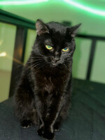 Собаки и кошки в добрые руки