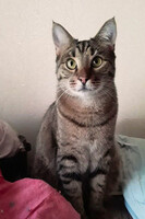 Собаки и кошки в добрые руки