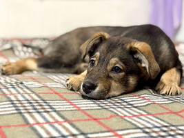 Собаки и кошки в добрые руки