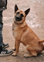 Собаки и кошки в добрые руки